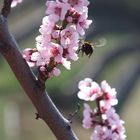 Frühling in der Wachau