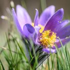 Frühling in der Wachau ...