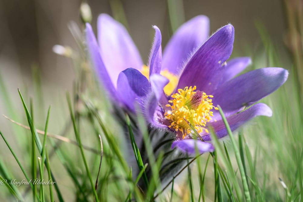 Frühling in der Wachau ...