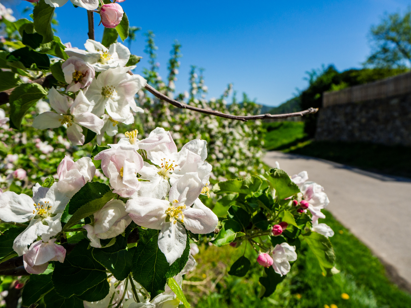 Frühling in der Wachau