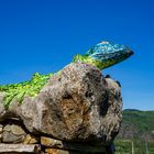 Frühling in der Wachau