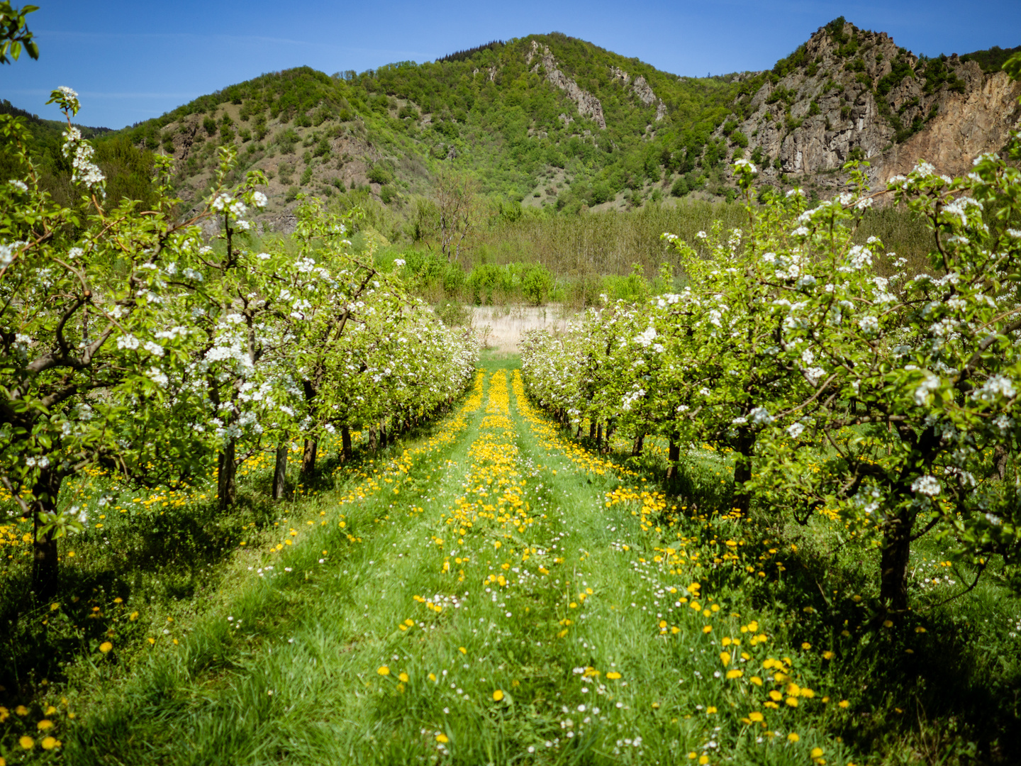 Frühling in der Wachau