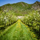 Frühling in der Wachau