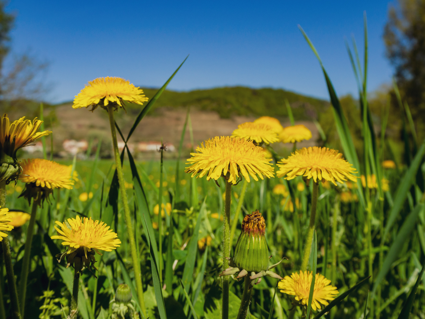 Frühling in der Wachau