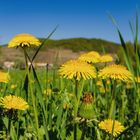 Frühling in der Wachau