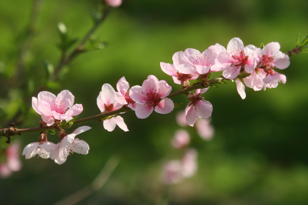 Frühling in der Wachau