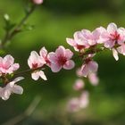 Frühling in der Wachau