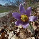 ..Frühling in der Wachau....