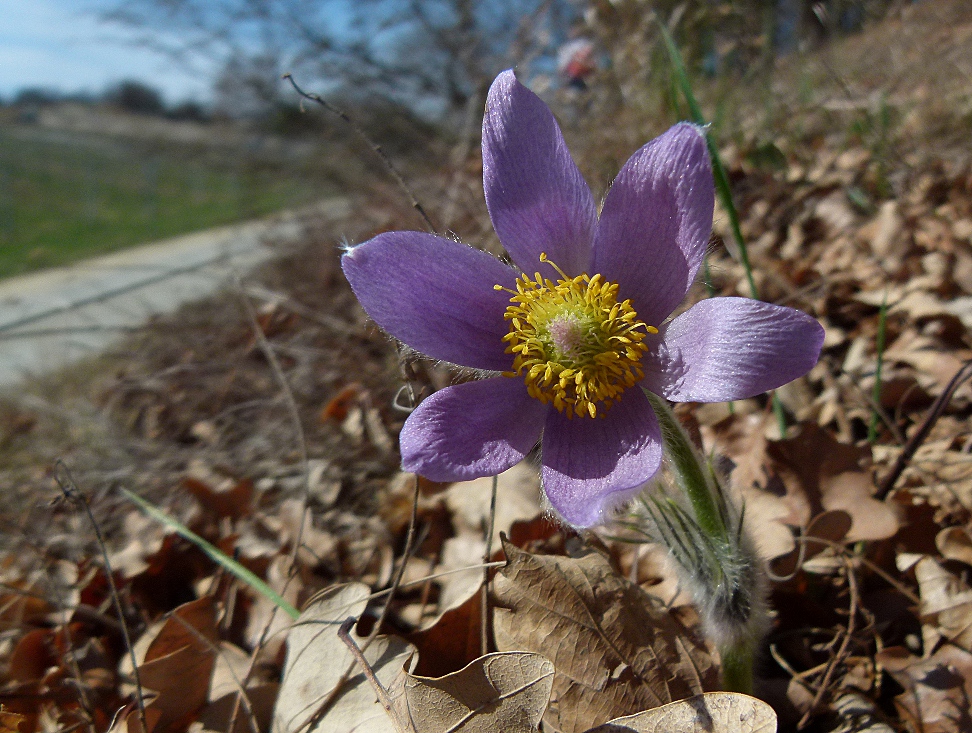 ..Frühling in der Wachau....