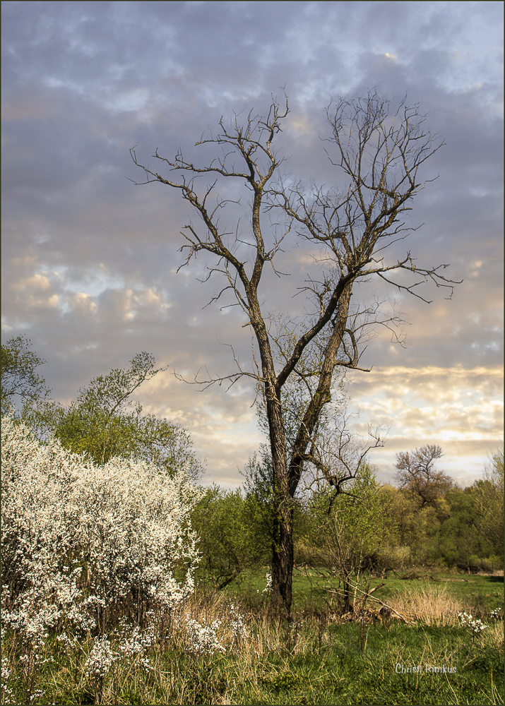 Frühling in der Wahner Heide 01