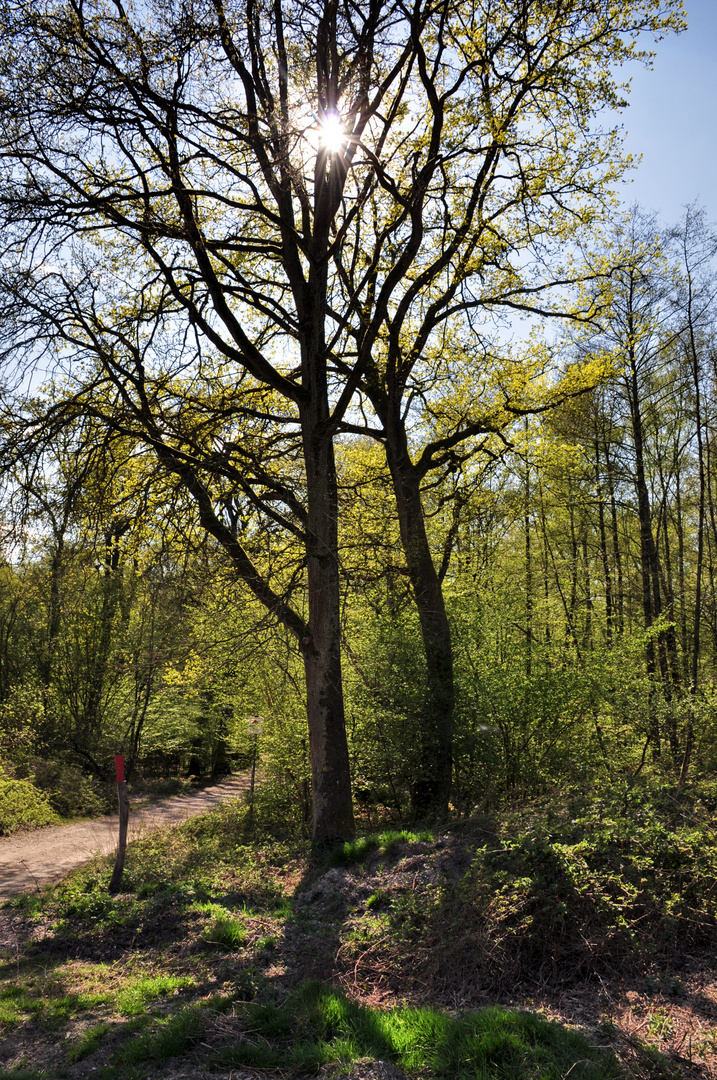 Frühling in der Wahner Heide bei Köln