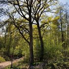 Frühling in der Wahner Heide bei Köln