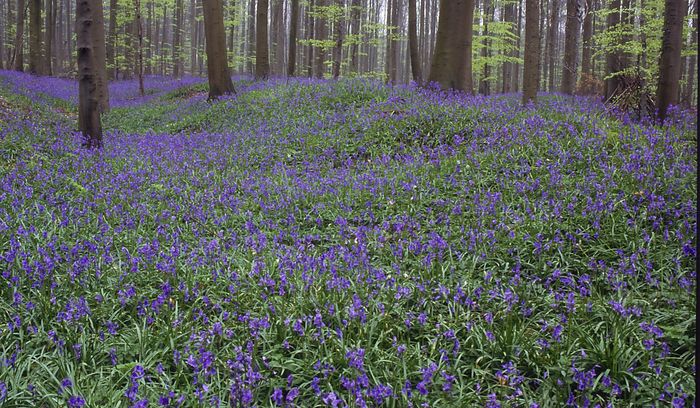 Frühling in der wald