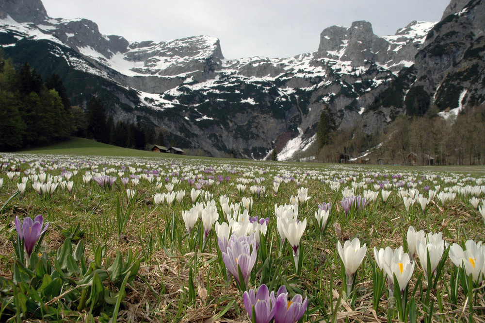 Frühling in der Werfenwenger - Au im Salzburgerland