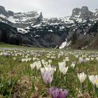 Frühling in der Werfenwenger - Au im Salzburgerland