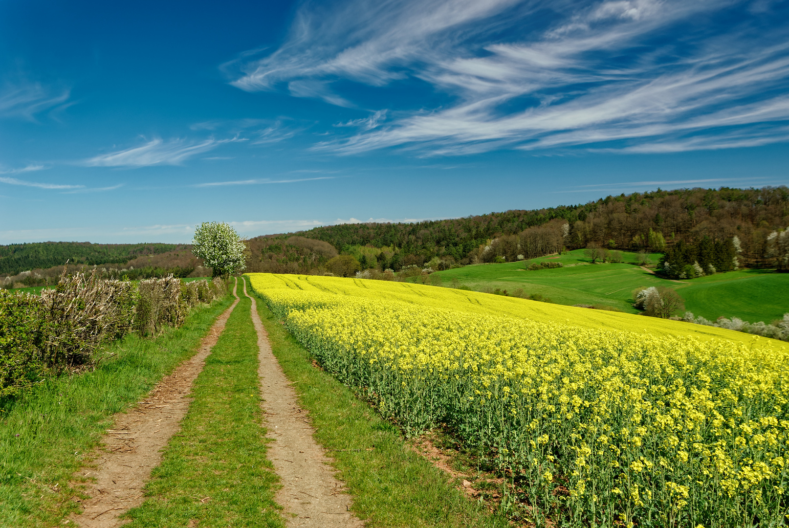 Frühling in der Westpfalz