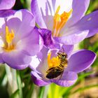 Frühling in der Wiese