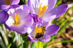 Frühling in der Wiese