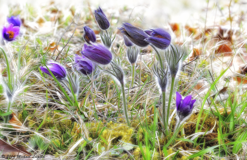 Frühling in der Wiesenthaler Schweiz