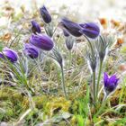 Frühling in der Wiesenthaler Schweiz