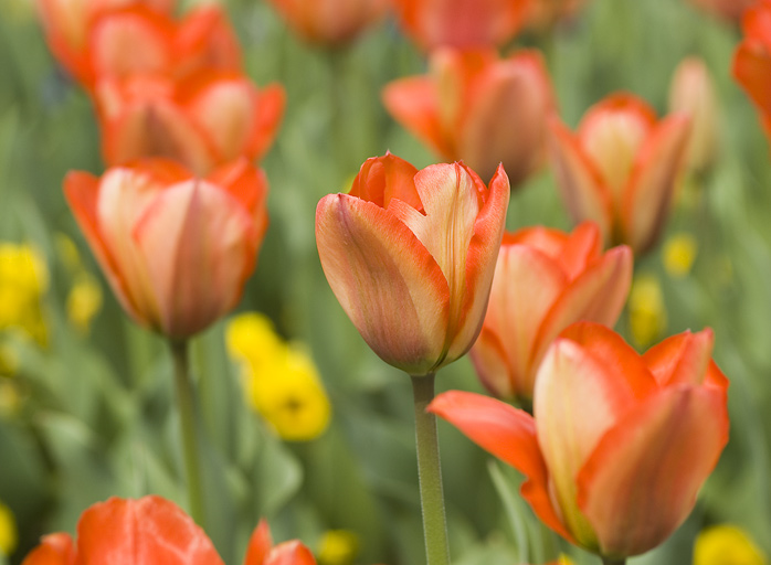 Frühling in der Wilhelma 2