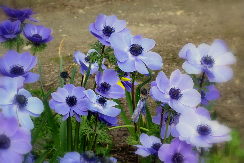 Frühling in der Wilhelma*