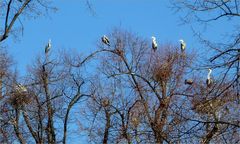 Frühling in der Wilhelma