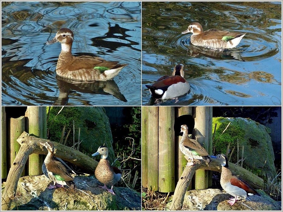 Frühling in der Wilhelma**