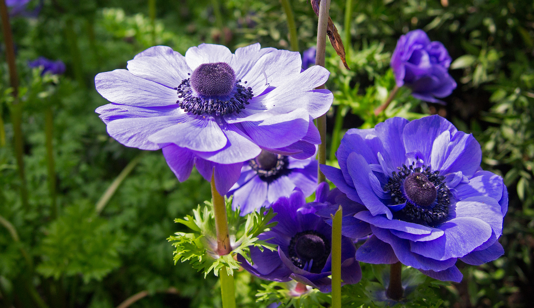 Frühling in der Wilhelms