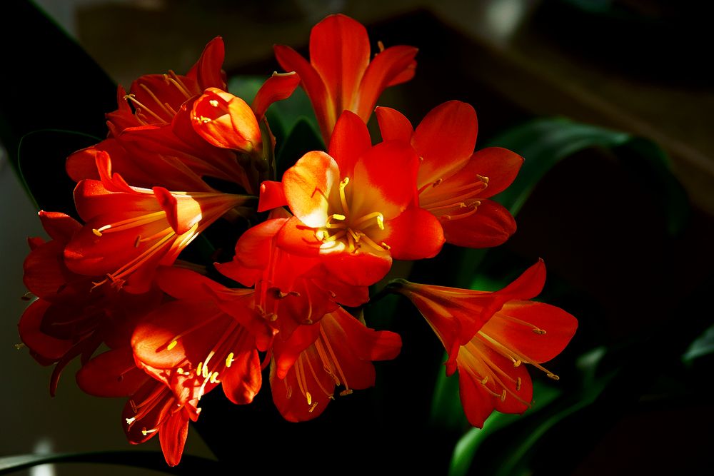 Frühling in der Wohnung