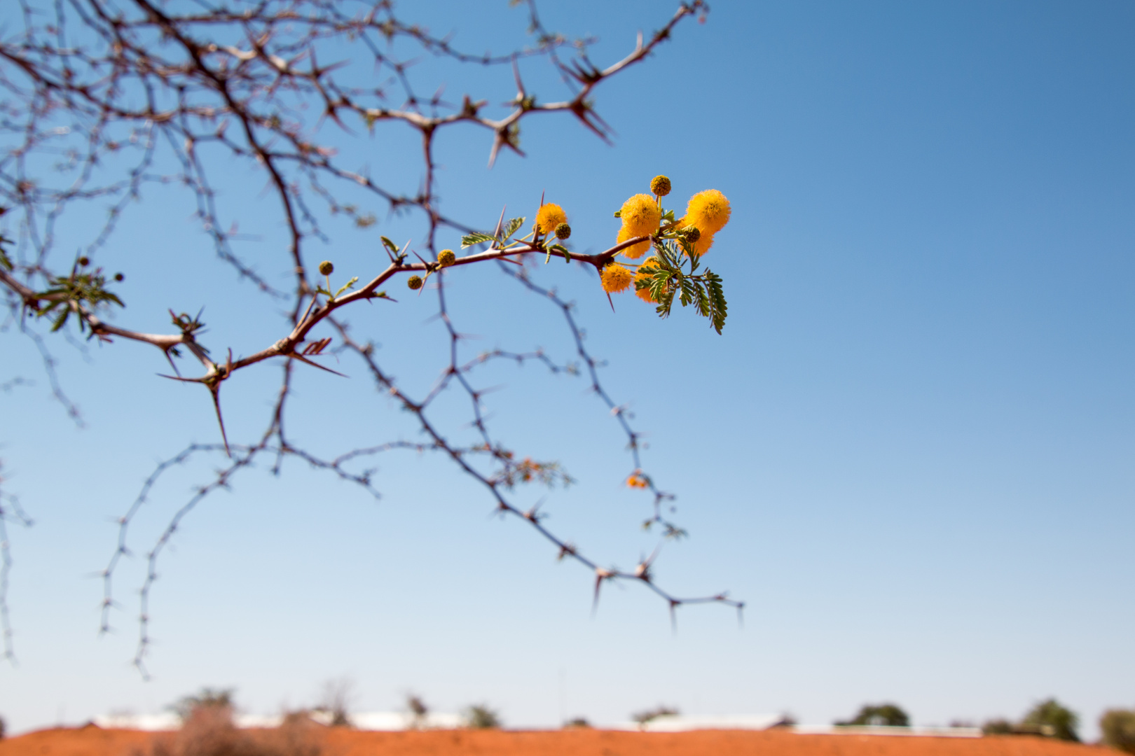 Frühling in der Wüste