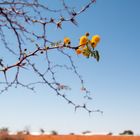 Frühling in der Wüste