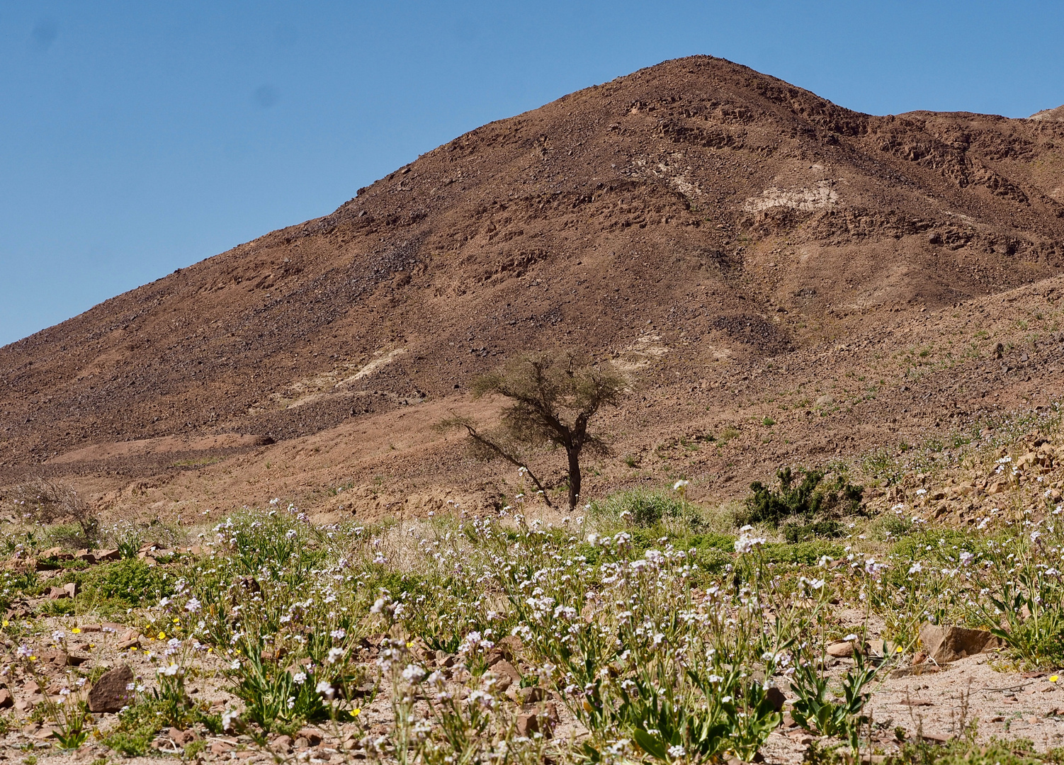 Frühling in der Wüste Sinai I