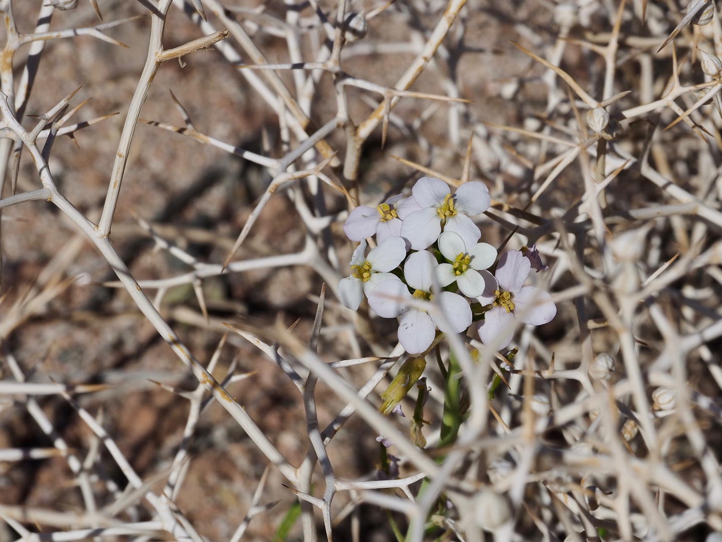 Frühling in der Wüste Sinai II