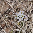 Frühling in der Wüste Sinai II