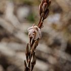 Frühling in der Wüste Sinai III