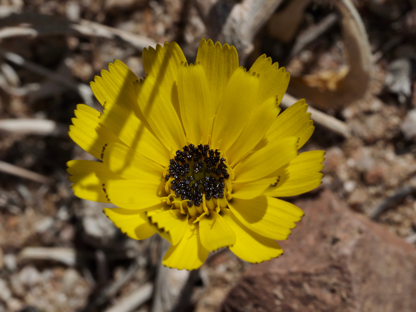 Frühling in der Wüste Sinai III