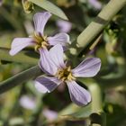 Frühling in der Wüste Sinai V