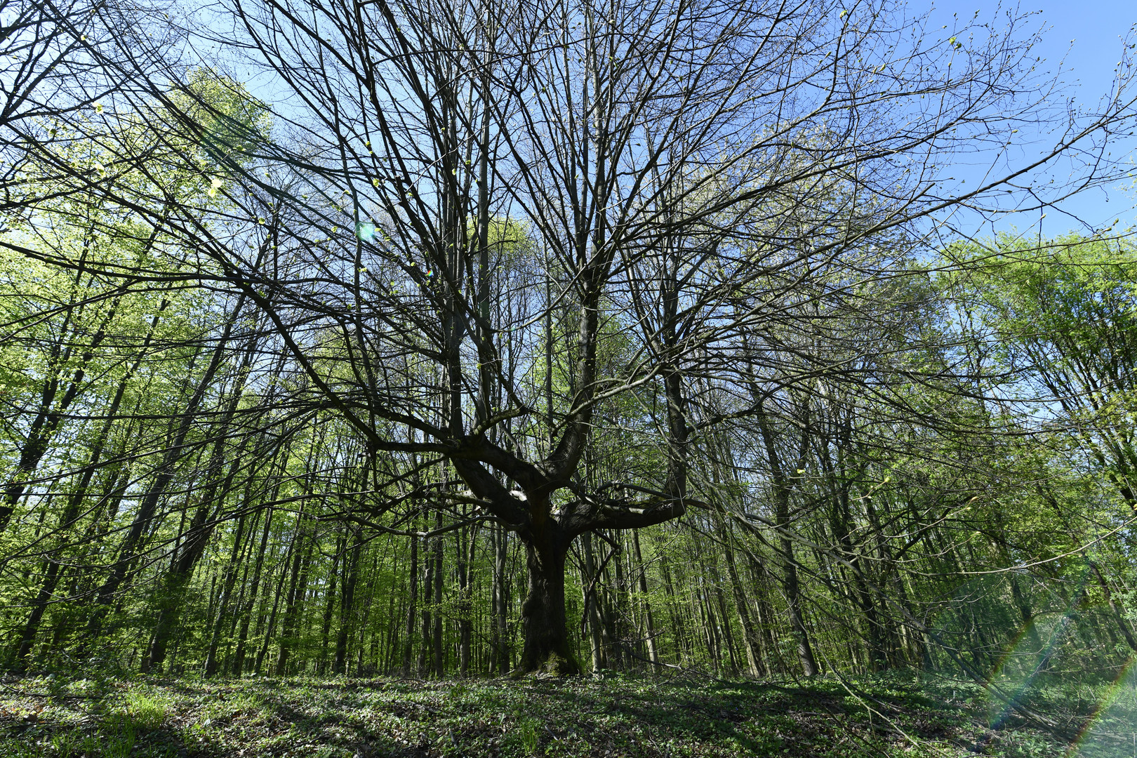 Frühling in Detmold