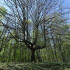 Frühling in Detmold