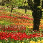 Frühling in Deutschland 2014