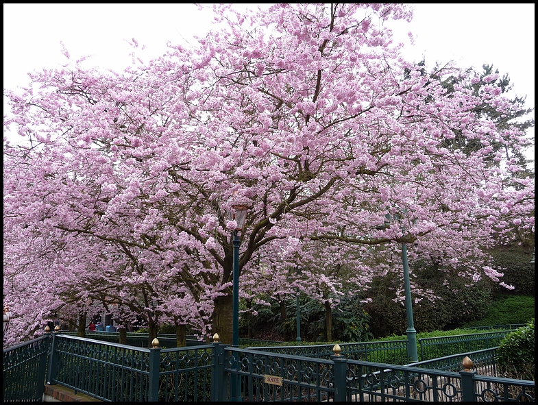 Frühling in Disneyland