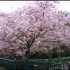 Frühling in Disneyland