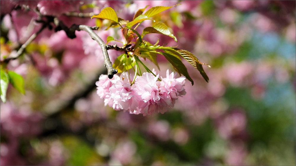 frühling in döbling