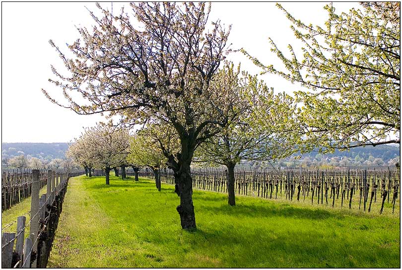 Frühling in Donnerskirchen mit blühende Kirschbäume...