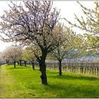 Frühling in Donnerskirchen mit blühende Kirschbäume...