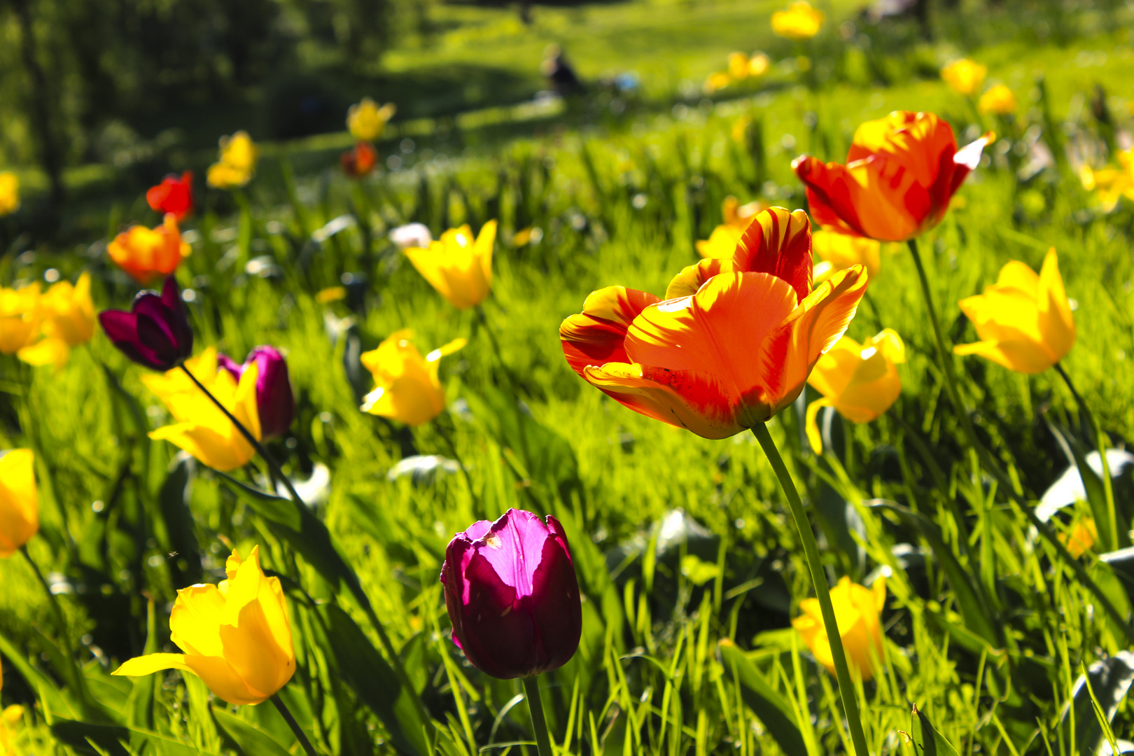 Frühling in Dortmund Foto & Bild landschaft, garten