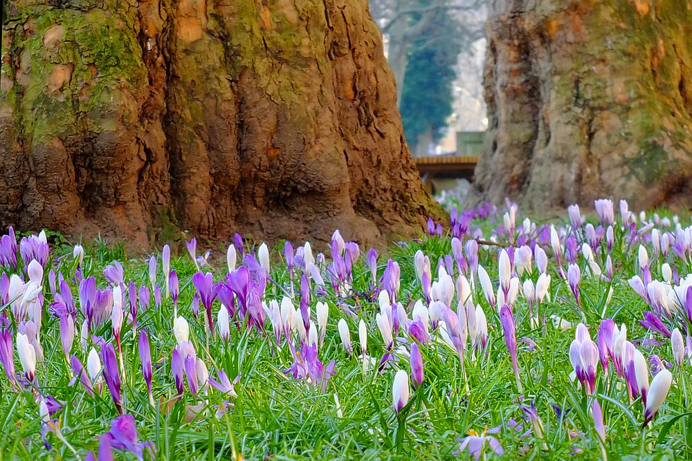 Frühling in Dresden