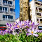 Frühling in Dresden