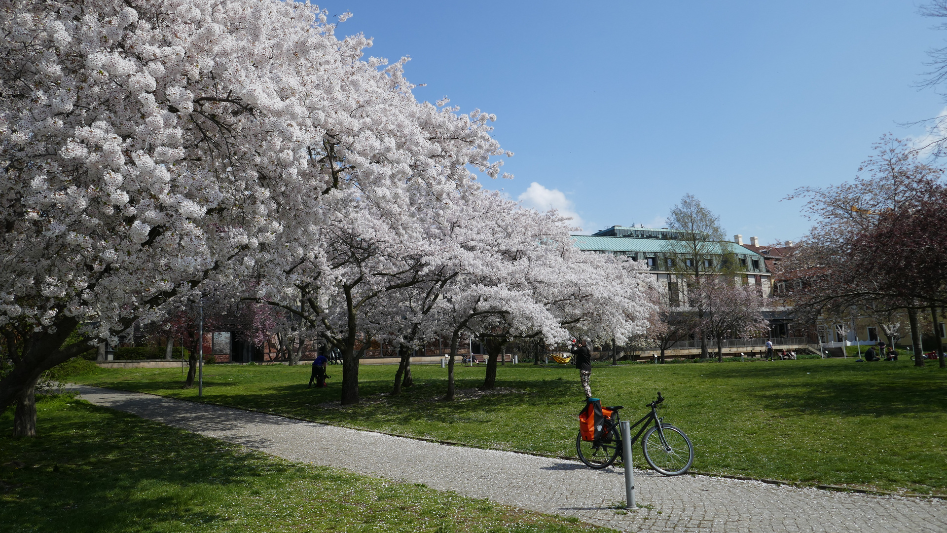 Frühling in Dresden 5